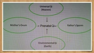 Figure 4- Prenatal Qi with fram.